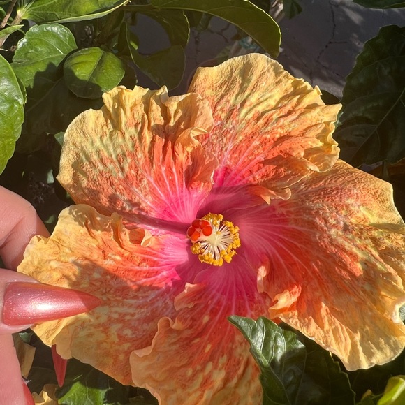 🌸 🌺 - Picture 12 of 16